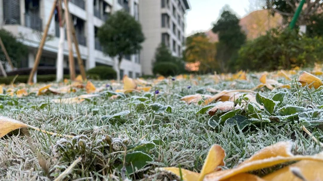 美哭了！临安这些校园深秋美景上线，谁是你眼中最美？