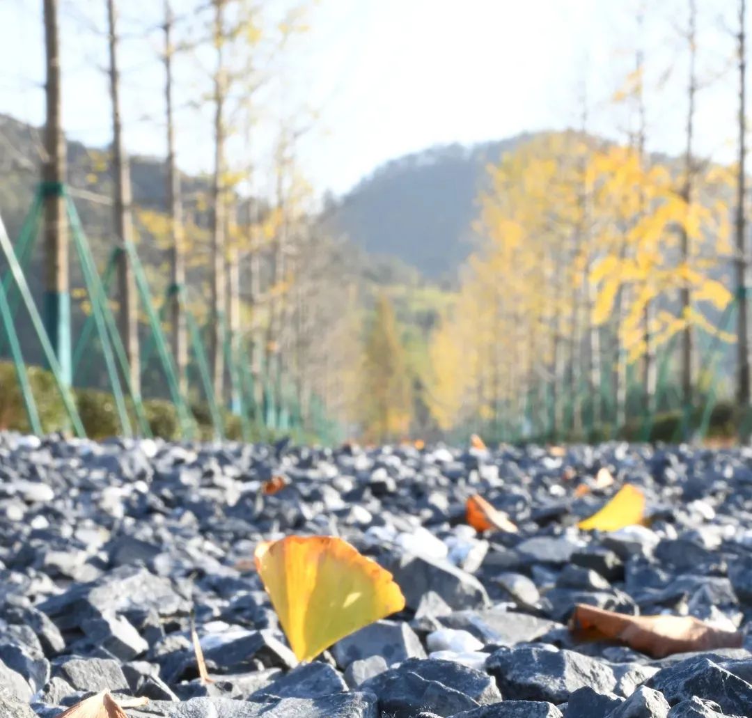 美哭了！临安这些校园深秋美景上线，谁是你眼中最美？