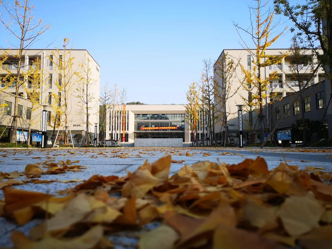 美哭了！临安这些校园深秋美景上线，谁是你眼中最美？