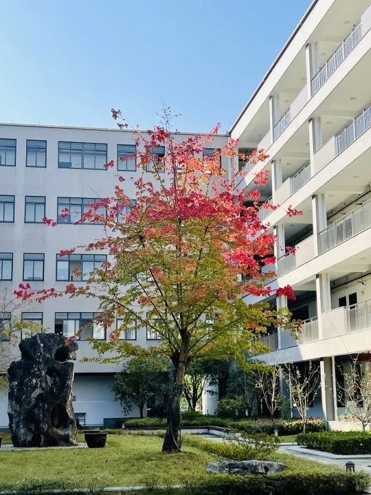 美哭了！临安这些校园深秋美景上线，谁是你眼中最美？