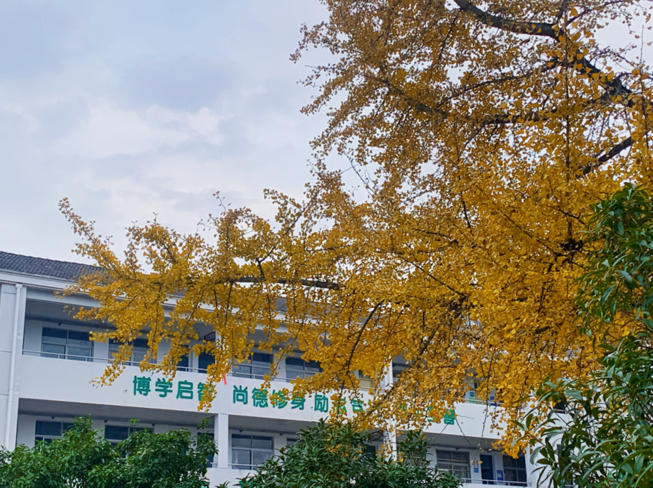 美哭了！临安这些校园深秋美景上线，谁是你眼中最美？