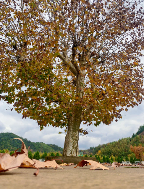 美哭了！临安这些校园深秋美景上线，谁是你眼中最美？