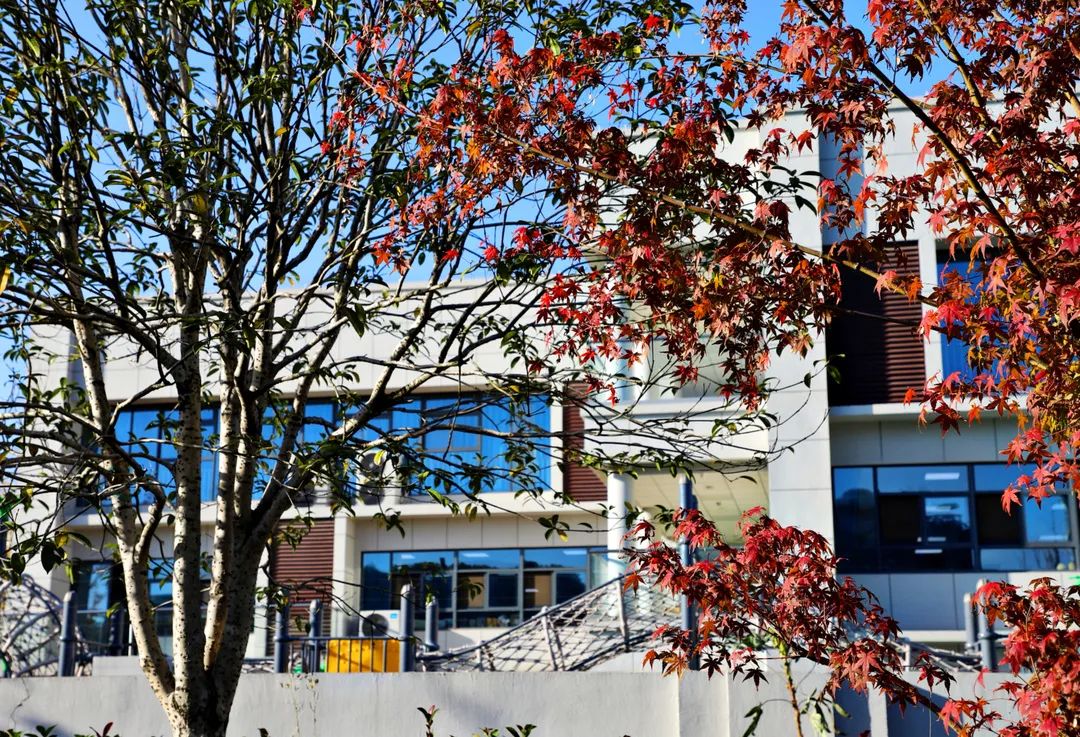 美哭了！临安这些校园深秋美景上线，谁是你眼中最美？