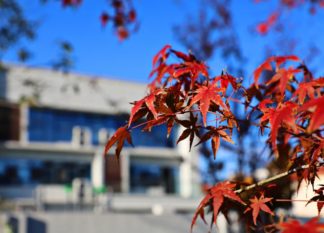 美哭了！临安这些校园深秋美景上线，谁是你眼中最美？