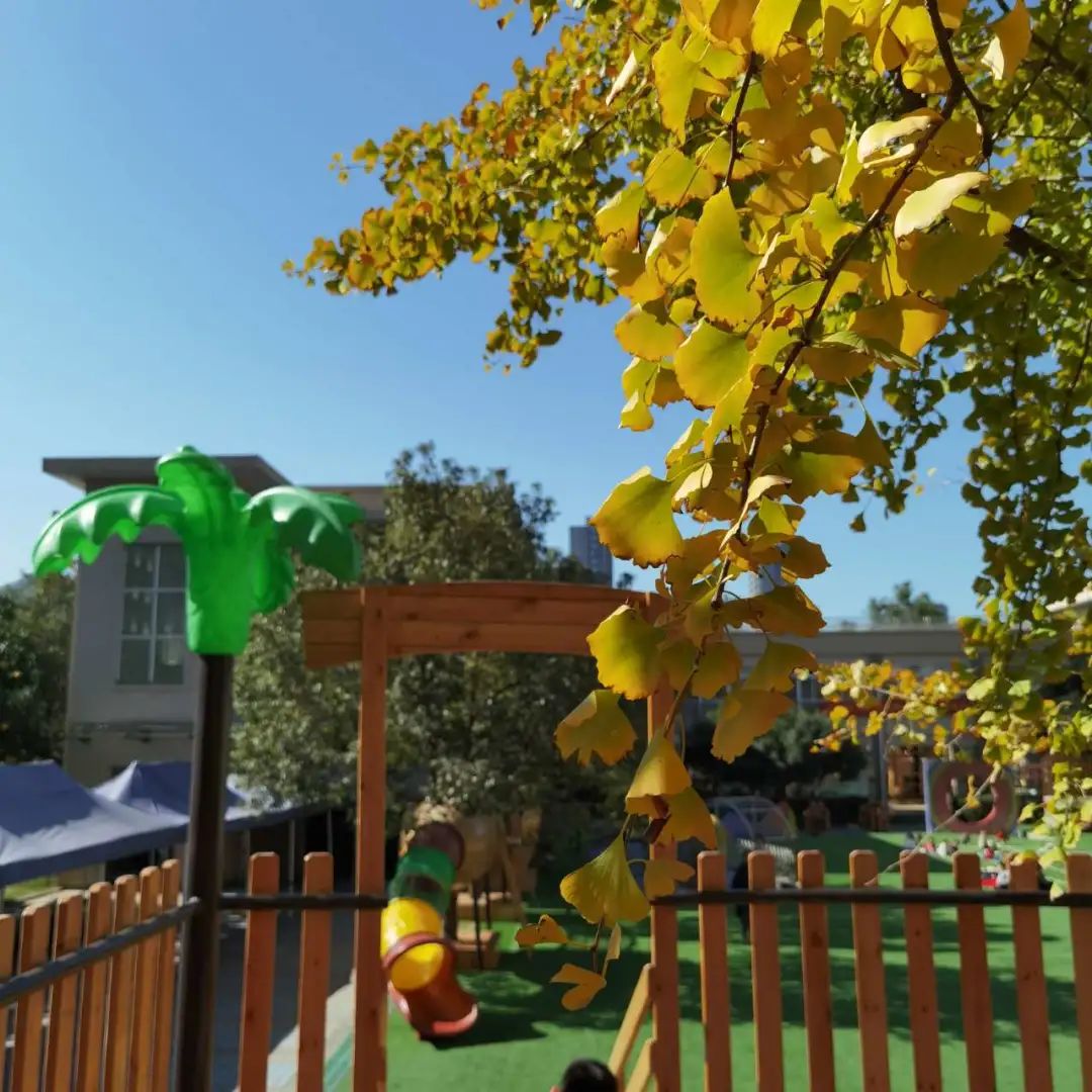 美哭了！临安这些校园深秋美景上线，谁是你眼中最美？