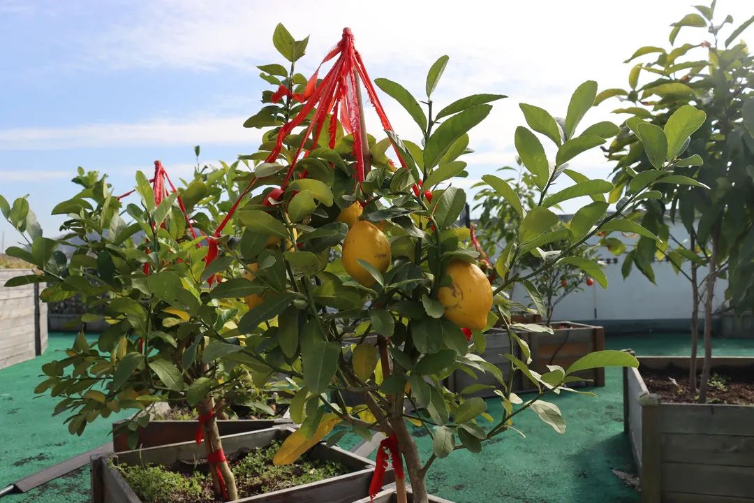 美哭了！临安这些校园深秋美景上线，谁是你眼中最美？