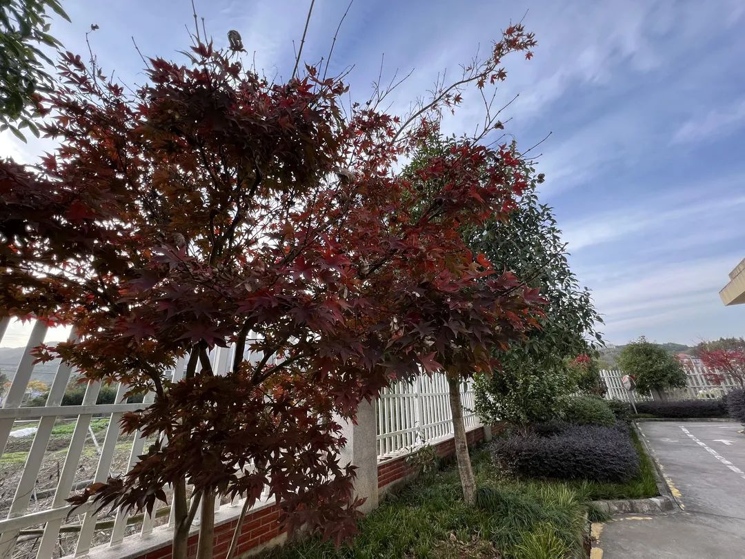 美哭了！临安这些校园深秋美景上线，谁是你眼中最美？