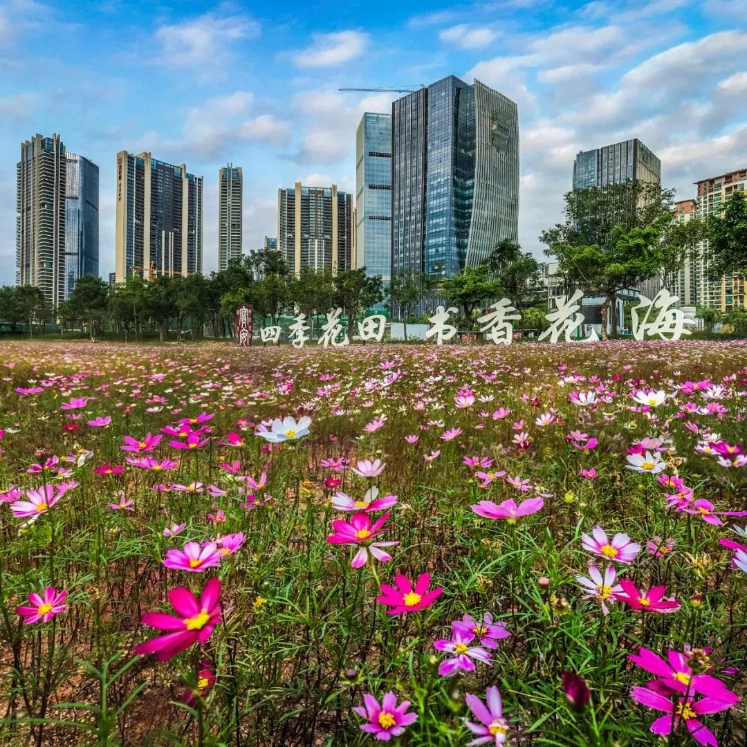 9672套！深圳“网红”保障房今起认租！12月起，这些新规将影响你我生活| 早安，宝安