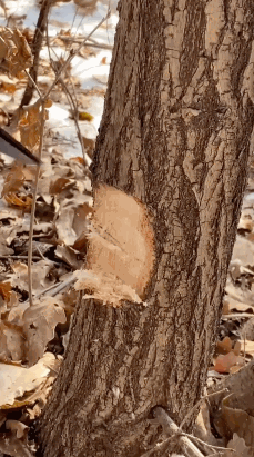 两个月涨粉千万，张同学 都用到了啥技巧？