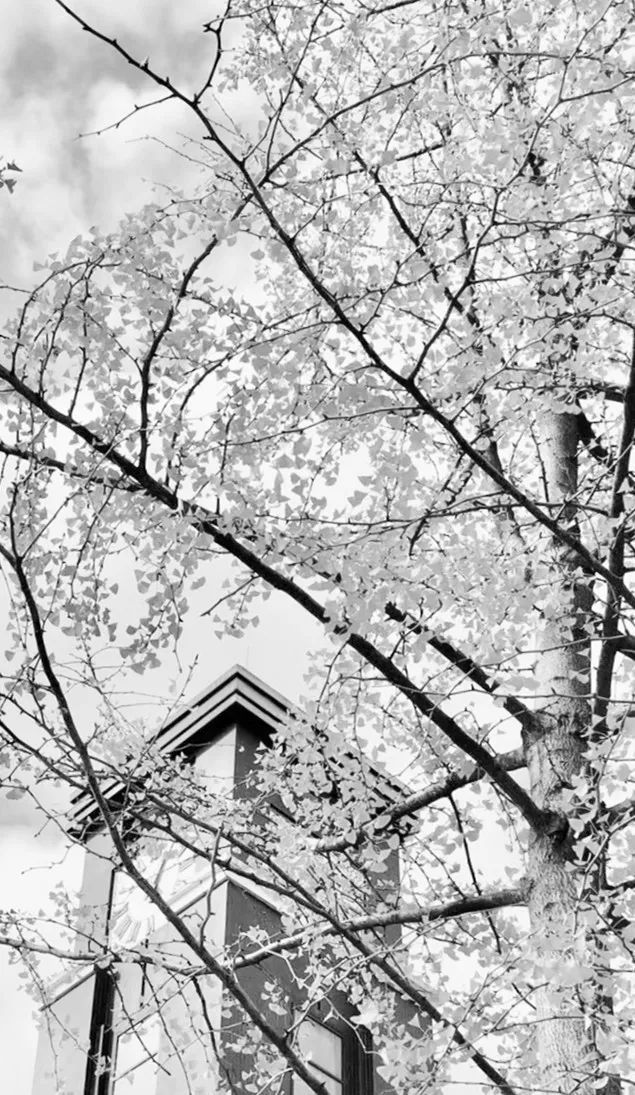 美呆了！校园秋日美景，第二弹~