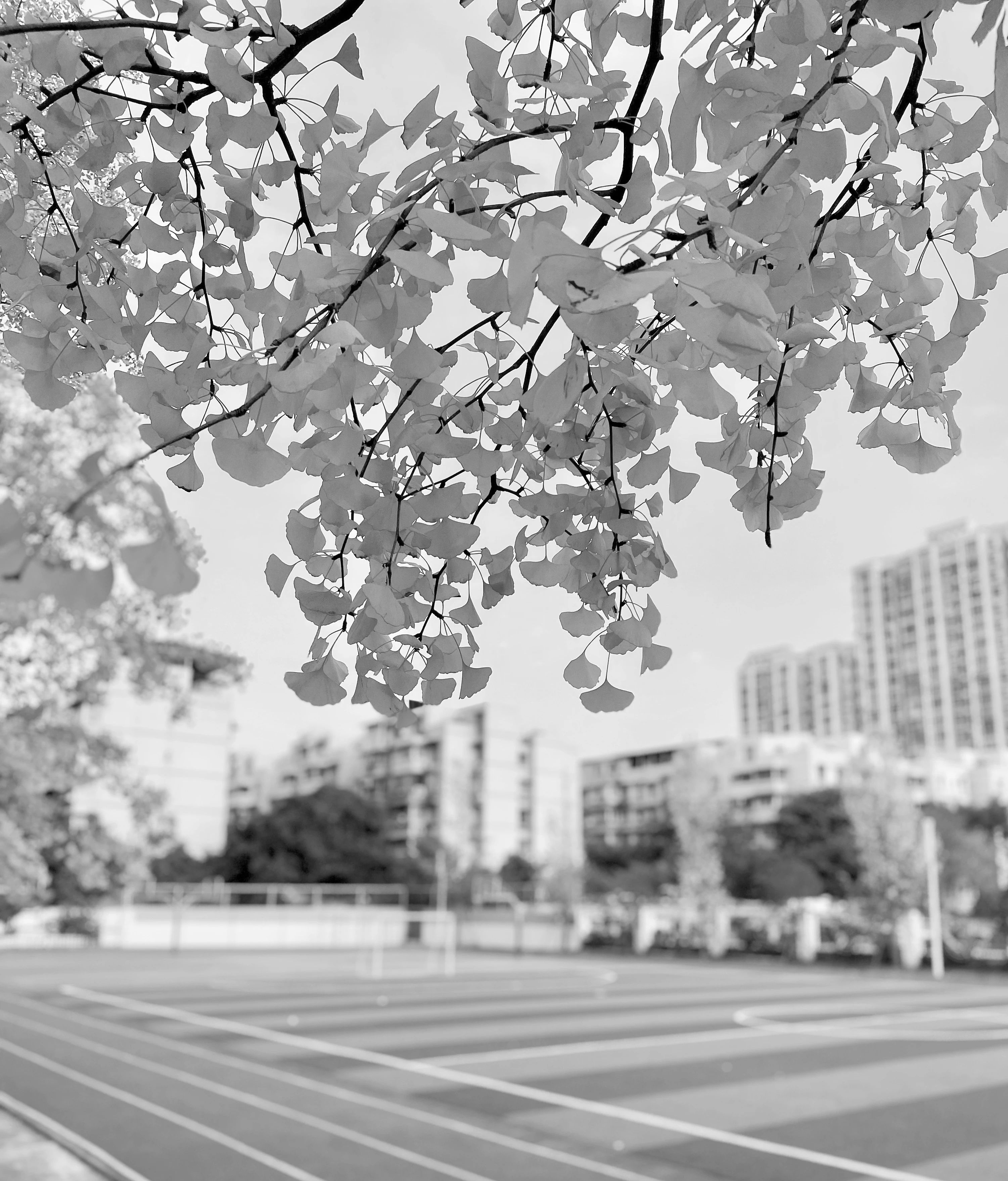 美呆了！校园秋日美景，第二弹~