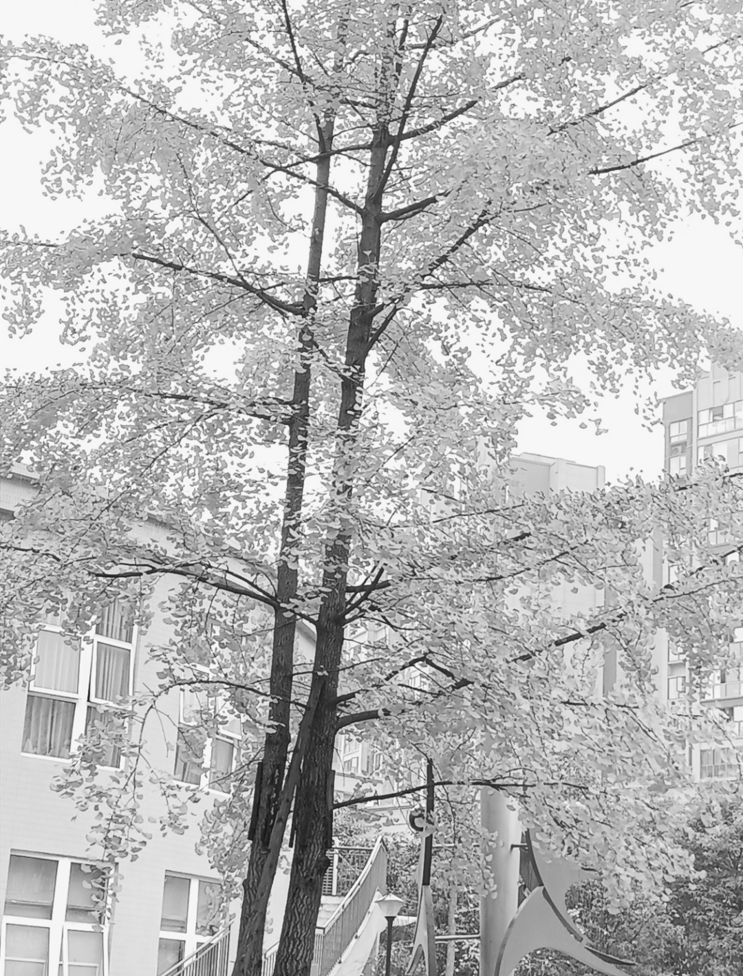 美呆了！校园秋日美景，第二弹~