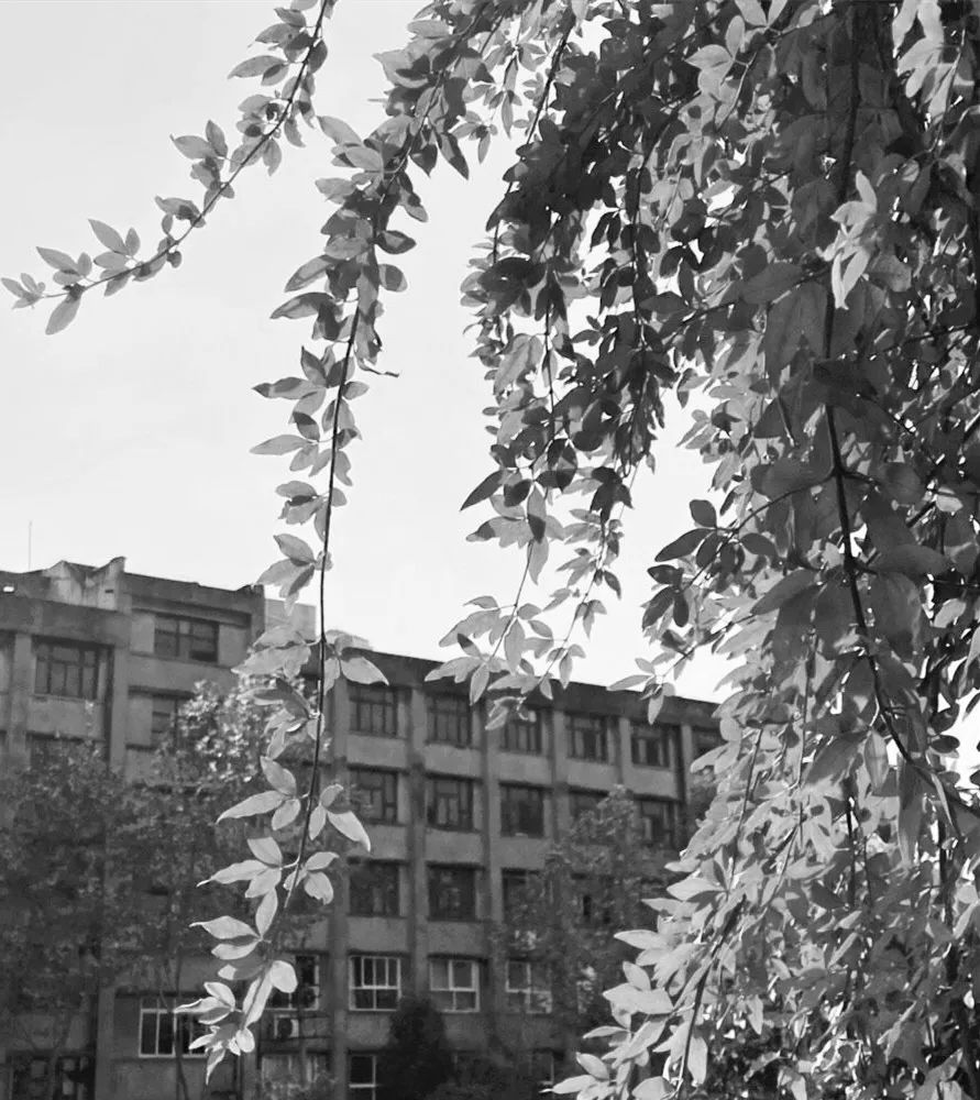 美呆了！校园秋日美景，第二弹~