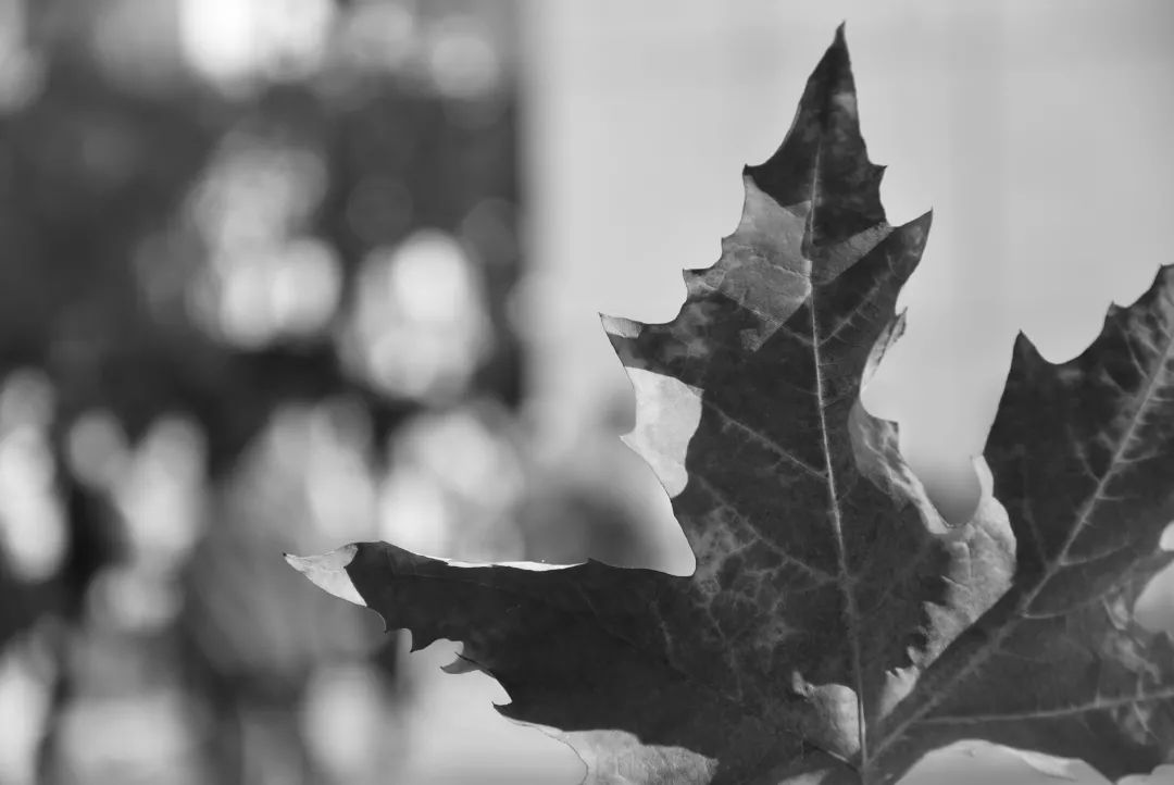 美呆了！校园秋日美景，第二弹~