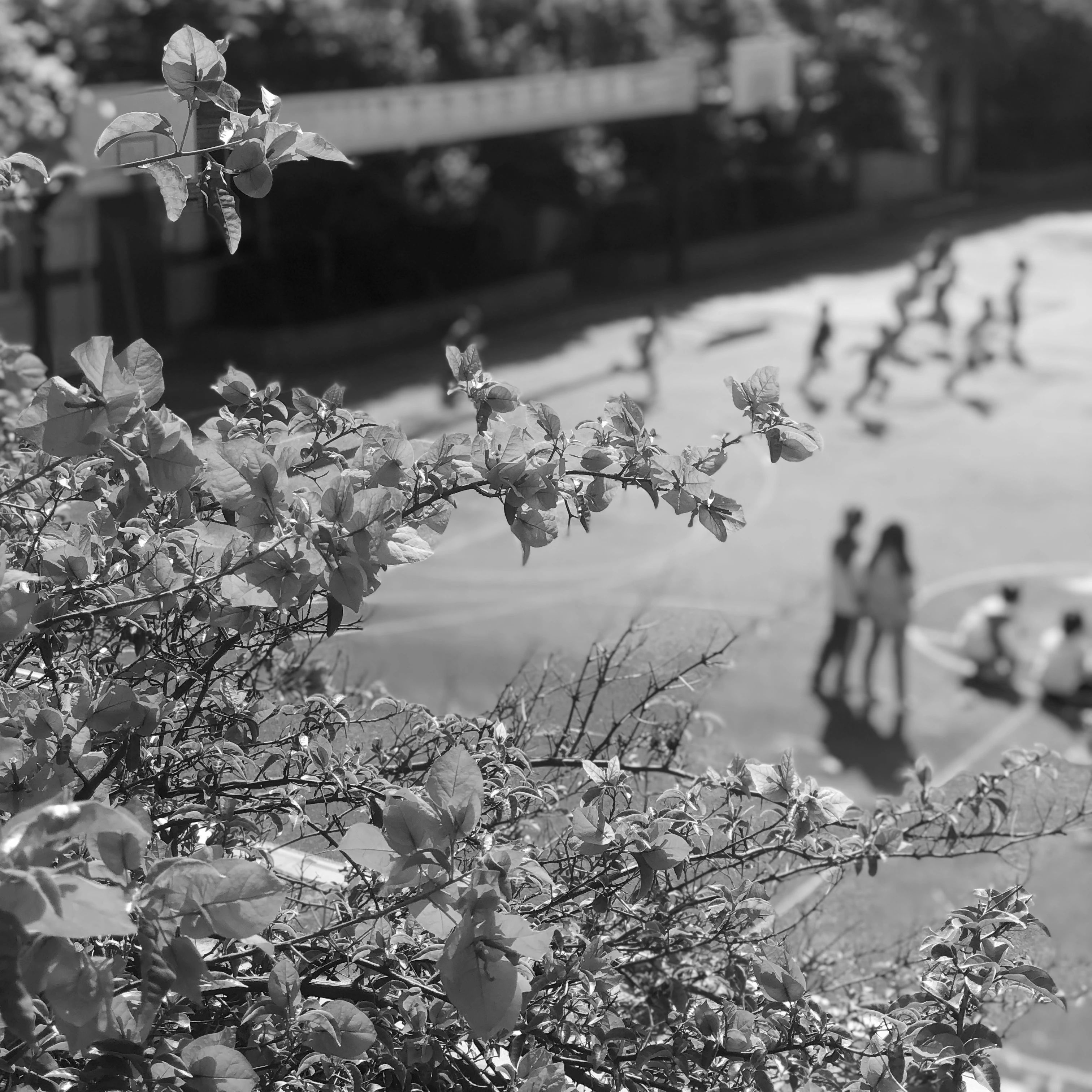 美呆了！校园秋日美景，第二弹~