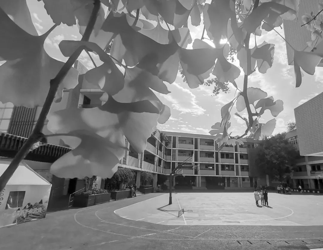 美呆了！校园秋日美景，第二弹~