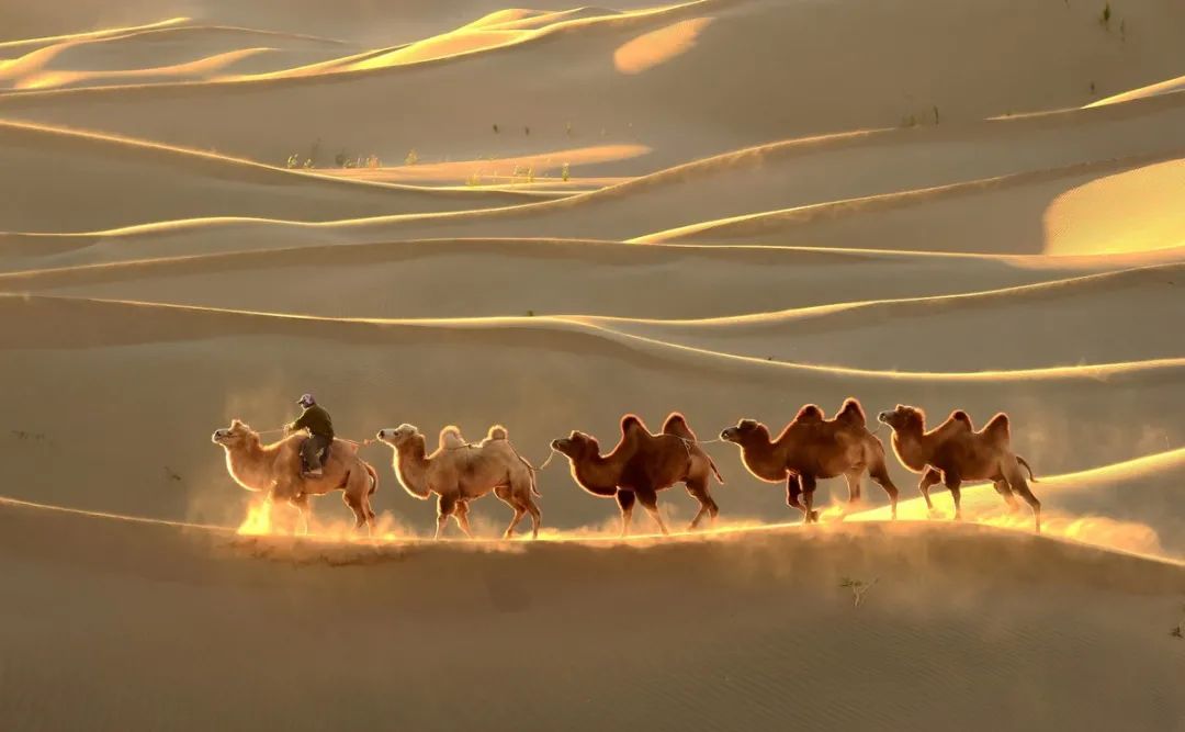 视点丨风沙吹老了岁月,却吹不老驼夫号子的古朴与豪放