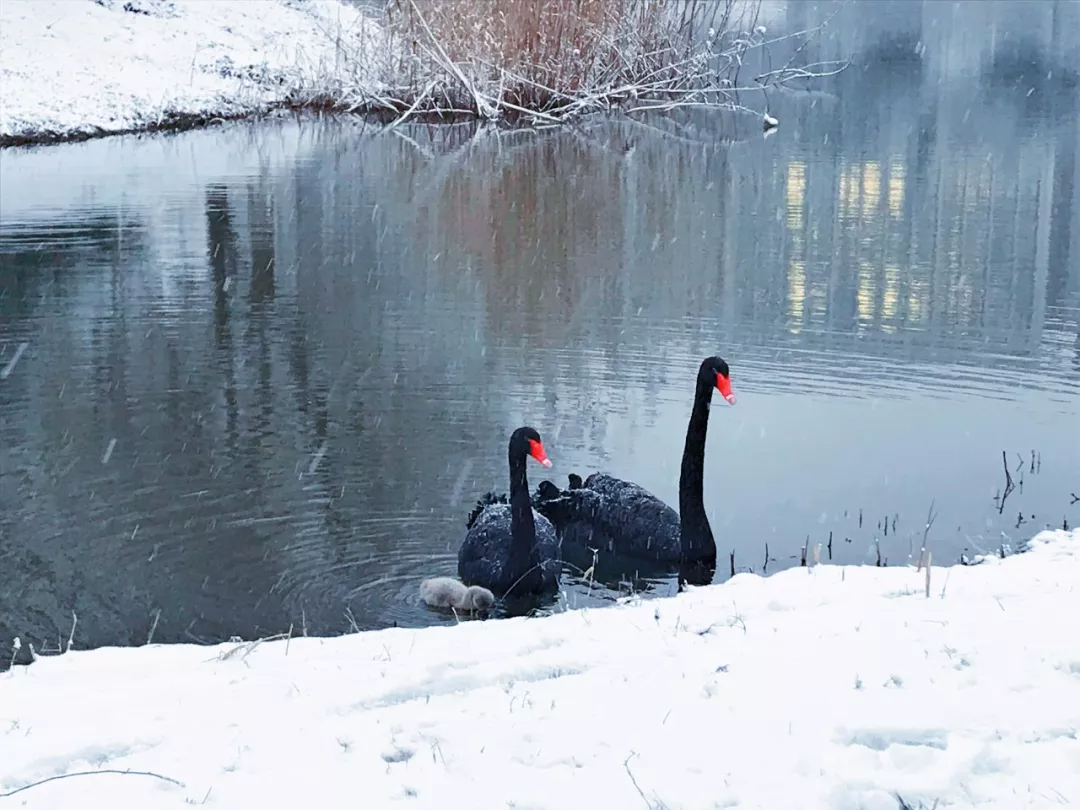 今日大雪｜唯诗意与美食不可辜负