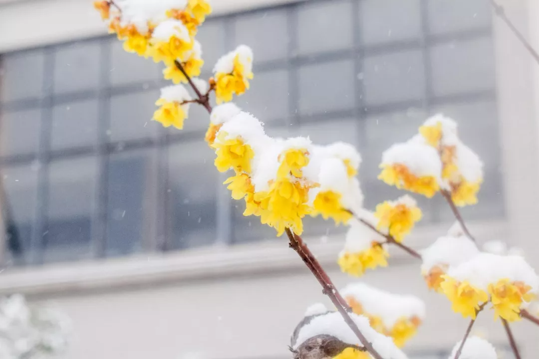 今日大雪｜唯诗意与美食不可辜负