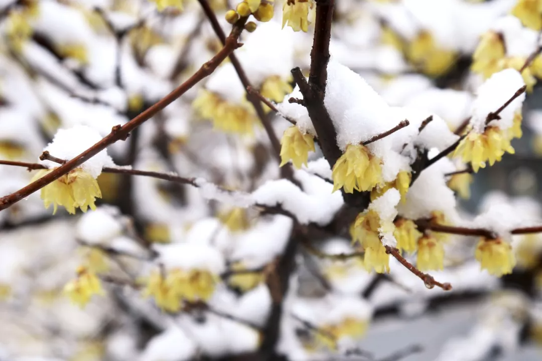今日大雪｜唯诗意与美食不可辜负