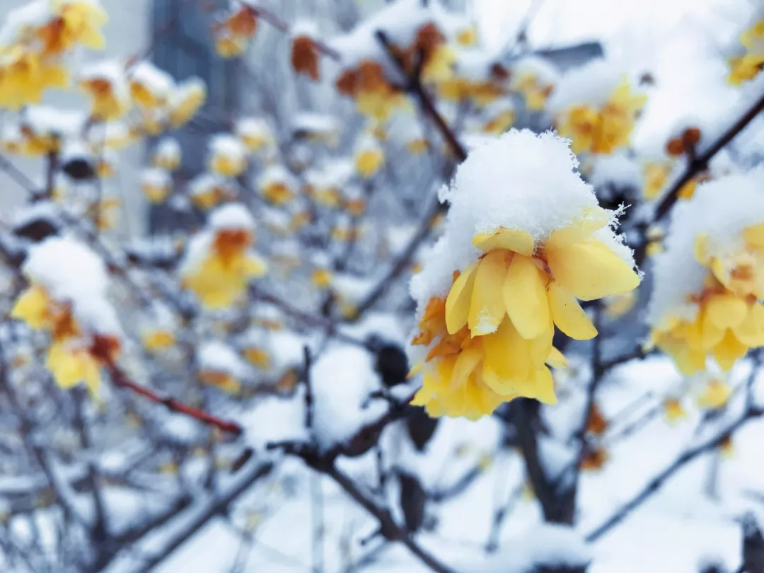 今日大雪｜唯诗意与美食不可辜负