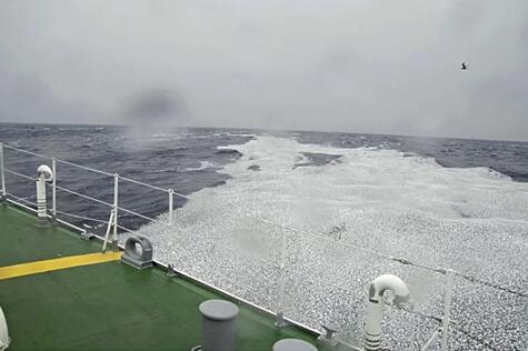 日媒:日本近海出现密密麻麻鱼类尸体,原因尚不明确