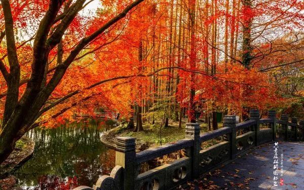 多彩的秋色，竟早就藏在了这些古诗里……
