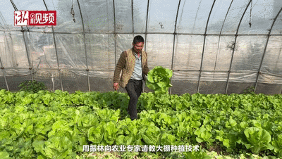 “菜老大”專注種菜30年：一人富不算富，一群人富才算