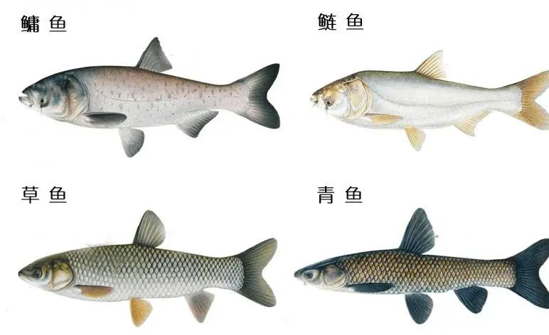 建壩河流魚類繁殖的流速調(diào)控丨Engineering