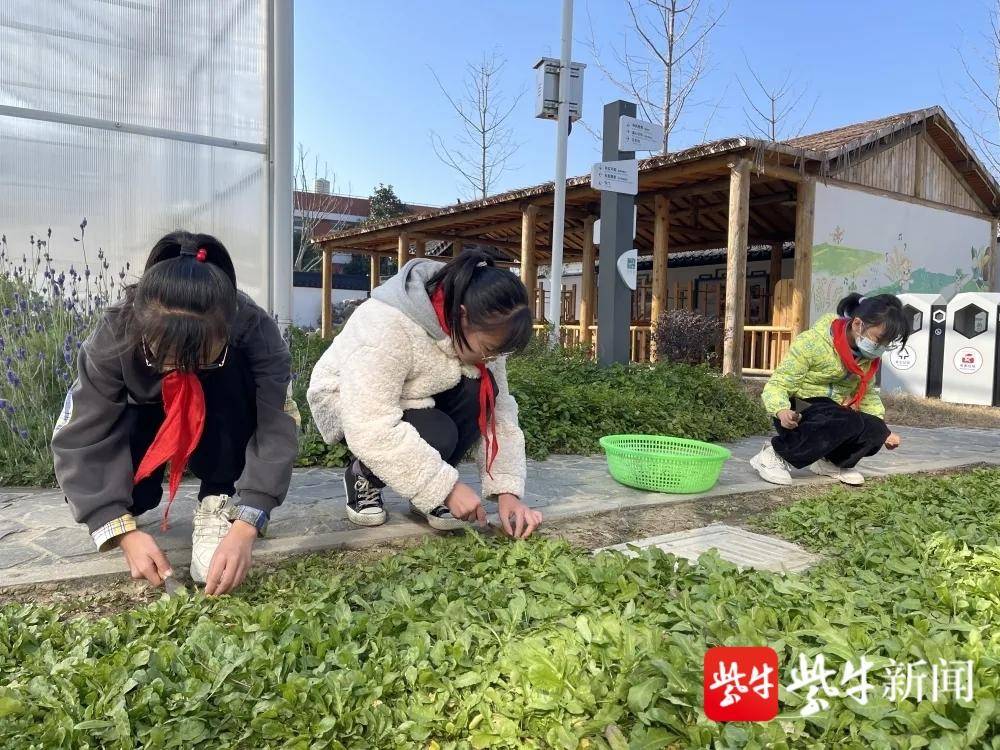 苏州望亭中心小学:中医药文化进校园主题活动(图7)