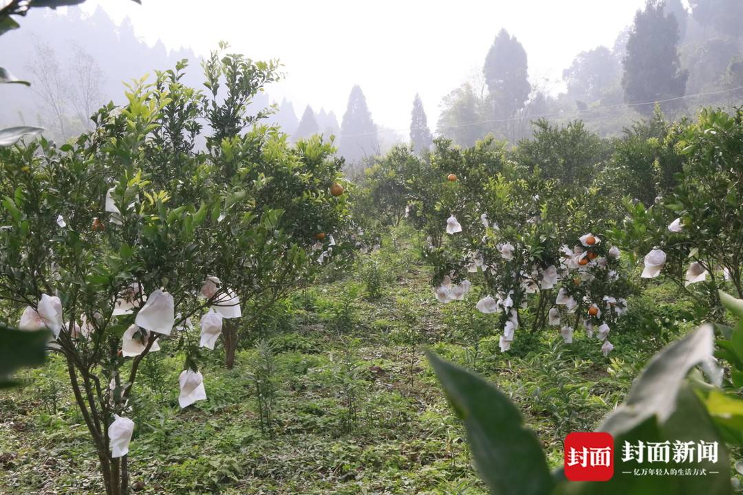 小康圆梦丨四川安岳：林下产业探索绿色发展，文明乡风注入振兴活力