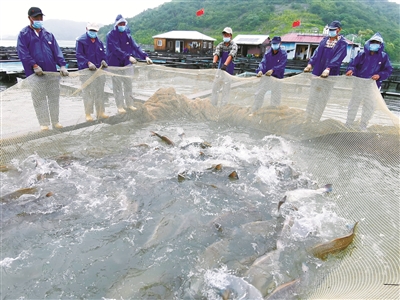 海水魚“游”進(jìn)內(nèi)陸鹽堿地會帶來什么？