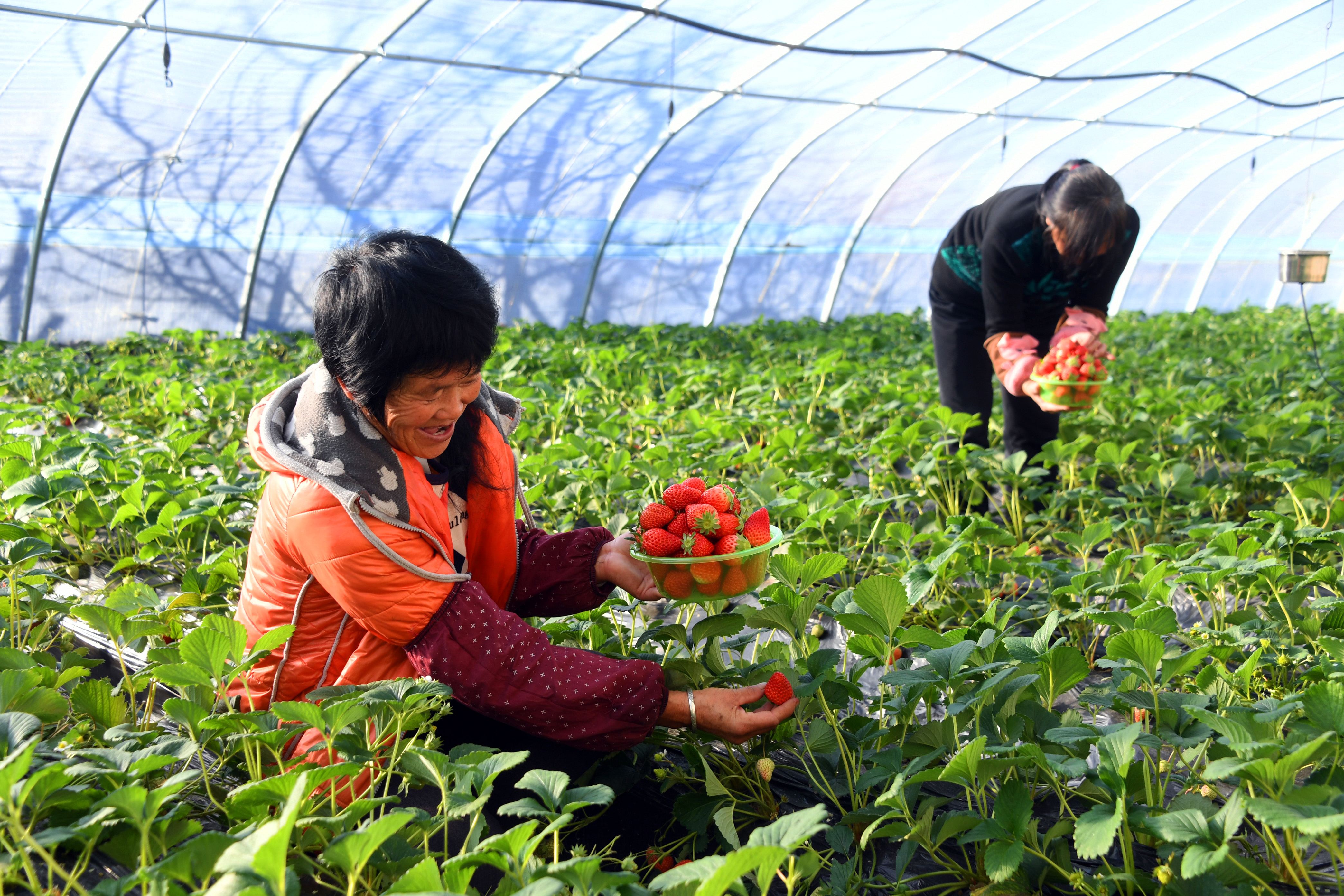 草莓圖片,草莓圖片真實