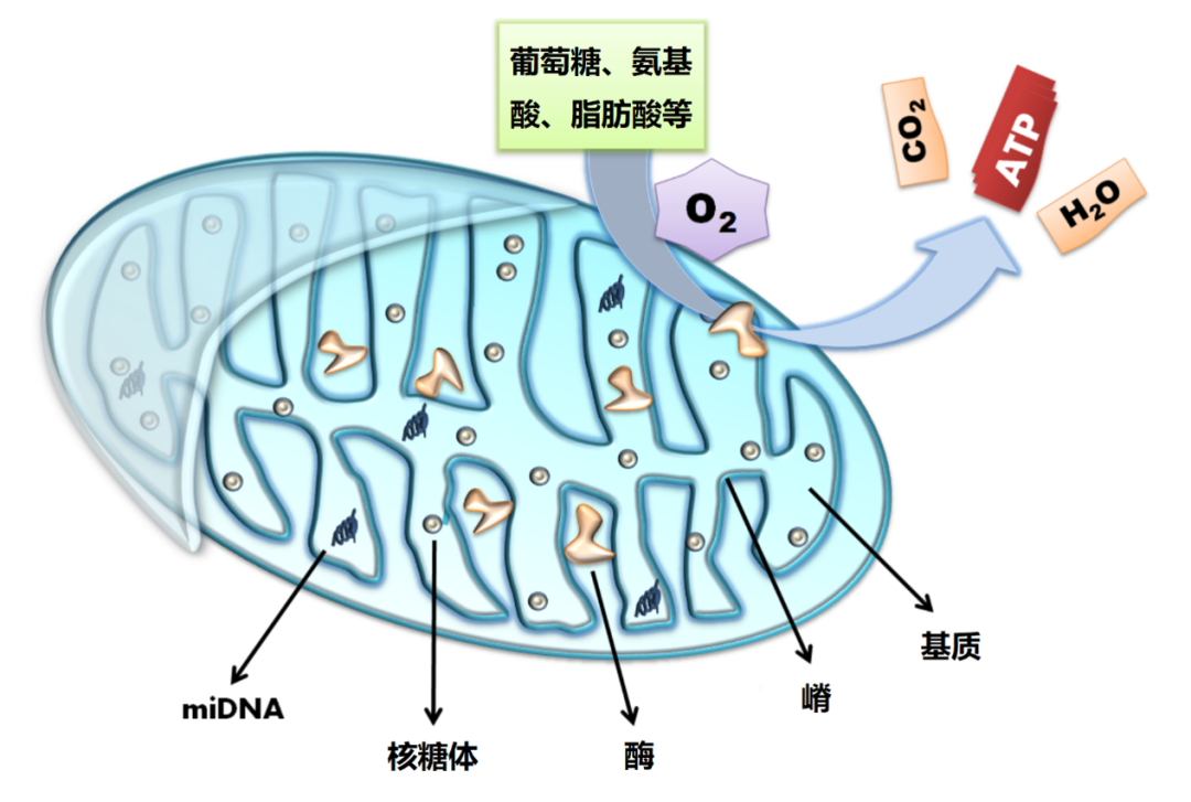 小茂专家团特别版｜雅诗兰黛黑松露眼霜