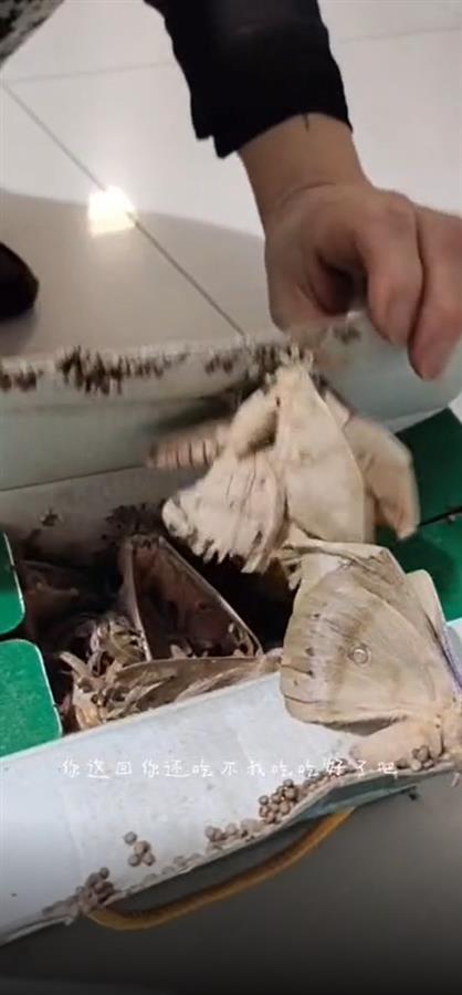 女儿送的蚕蛹老母亲舍不得吃，一月后开箱变飞蛾