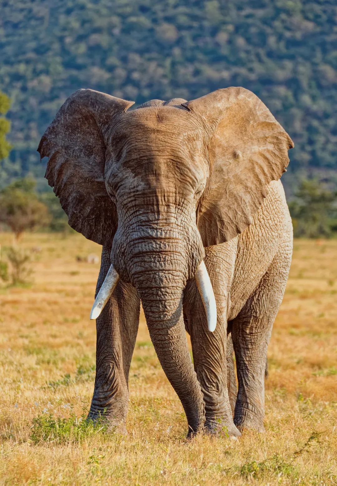 大象能有如此丰富的内在关键不仅在于一颗出色的大脑更重要的是它们有
