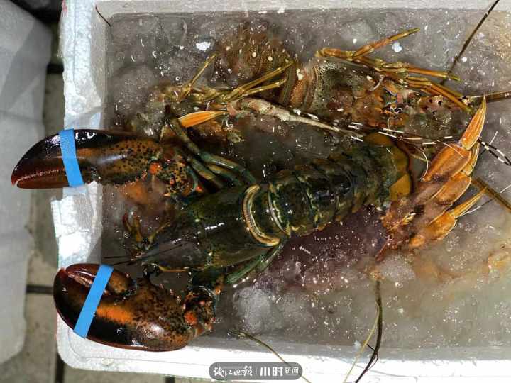 海鲜灵市面第二弹：帝王蟹涨价，但象拔蚌居然跌到两位数，想尝鲜的更待何时？