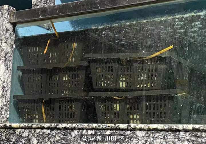 海鲜灵市面第二弹：帝王蟹涨价，但象拔蚌居然跌到两位数，想尝鲜的更待何时？