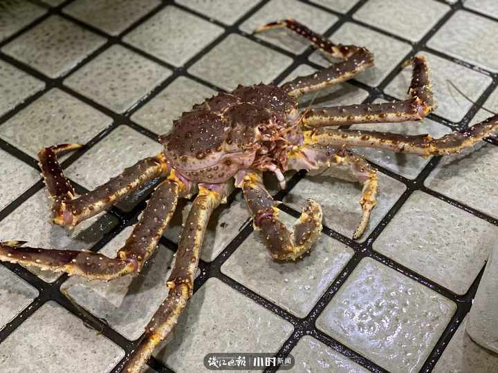 「海鲜帝王」帝王蟹多少钱一斤（帝王蟹涨价，但象拔蚌居然跌到两位数详解）