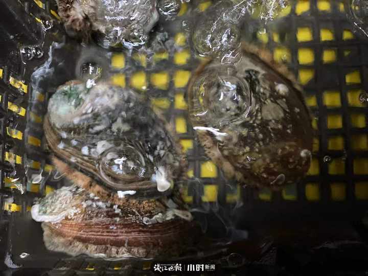 海鲜灵市面第二弹：帝王蟹涨价，但象拔蚌居然跌到两位数，想尝鲜的更待何时？