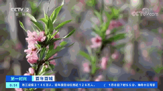 這種“致富果”，一年四季都能產(chǎn)果啦！這個(gè)縣靠它年入10億元！怎么做到的→