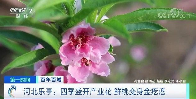 這種“致富果”，一年四季都能產(chǎn)果啦！這個(gè)縣靠它年入10億元！怎么做到的→