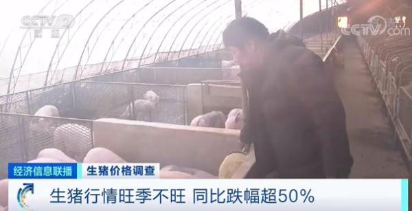 豬肉價(jià)格跌破8元！均價(jià)同比“腰斬”！接下來怎么走？