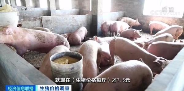 豬肉價(jià)格跌破8元！均價(jià)同比“腰斬”！接下來怎么走？
