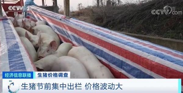 豬肉價(jià)格跌破8元！均價(jià)同比“腰斬”！接下來怎么走？
