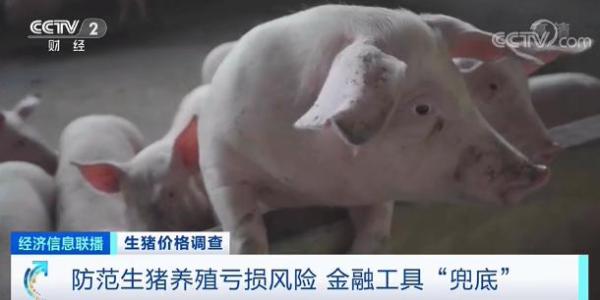 豬肉價(jià)格跌破8元！均價(jià)同比“腰斬”！接下來怎么走？