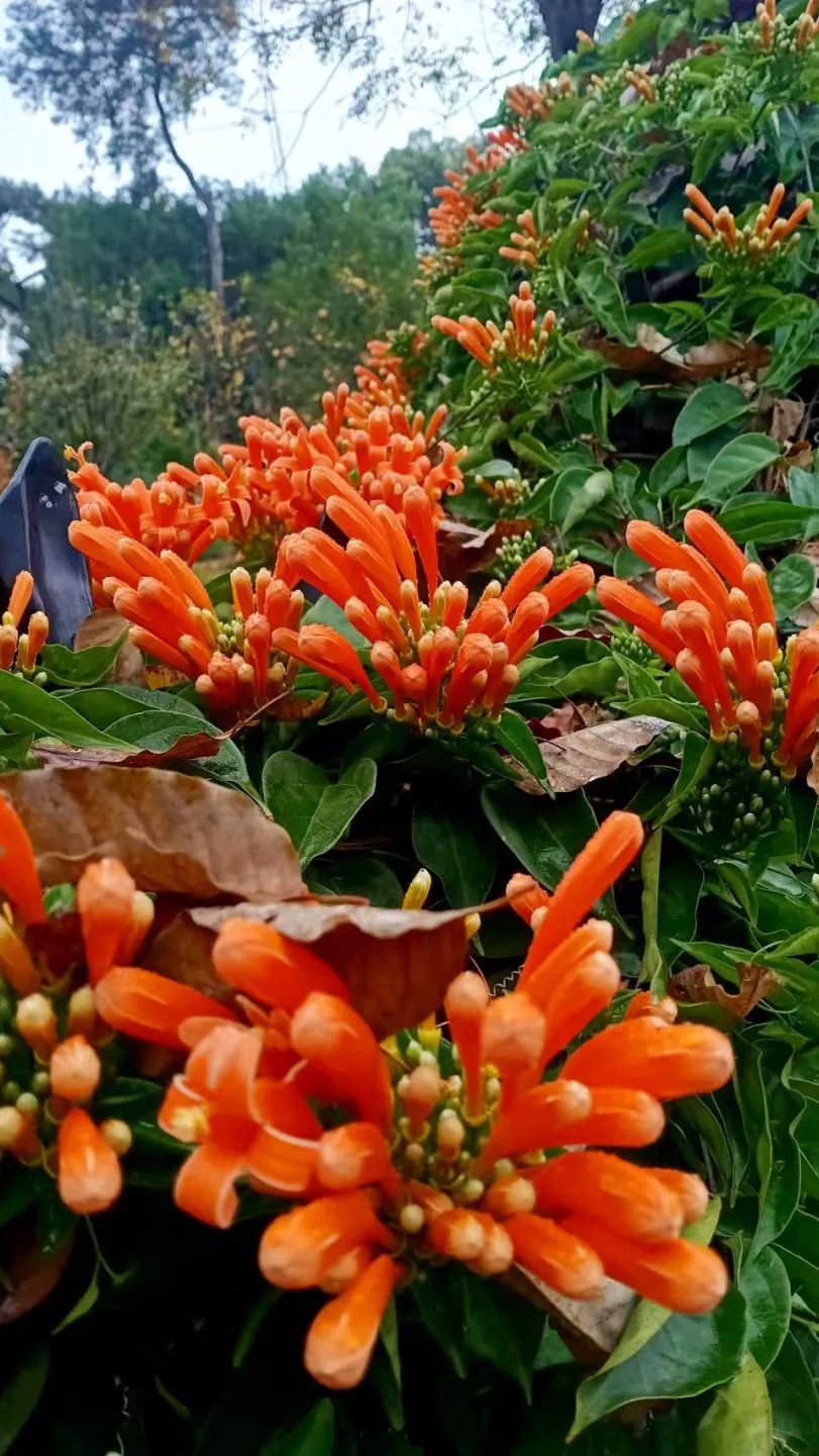 炮仗花图片(炮仗花瀑布"美炸了"!朵朵惊艳冬日时光)