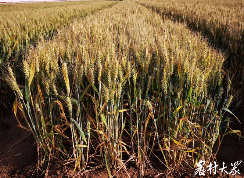 农科视窗（11）| 糯、紫、黑、蓝…特殊用途小麦品种“特”在