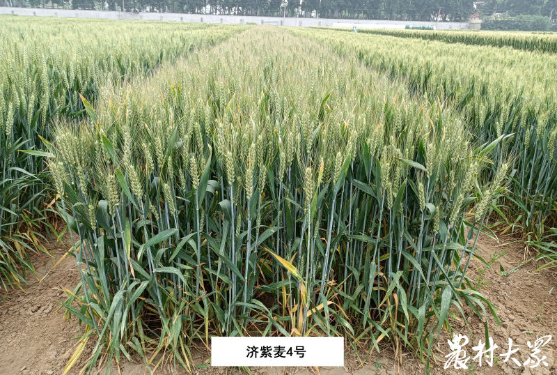 农科视窗（11）| 糯、紫、黑、蓝…特殊用途小麦品种“特”在