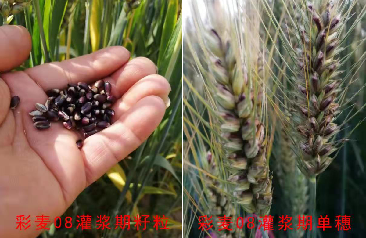 农科视窗（11）| 糯、紫、黑、蓝…特殊用途小麦品种“特”在